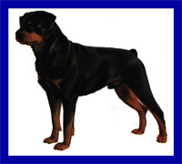 a well breed Rottweiler dog